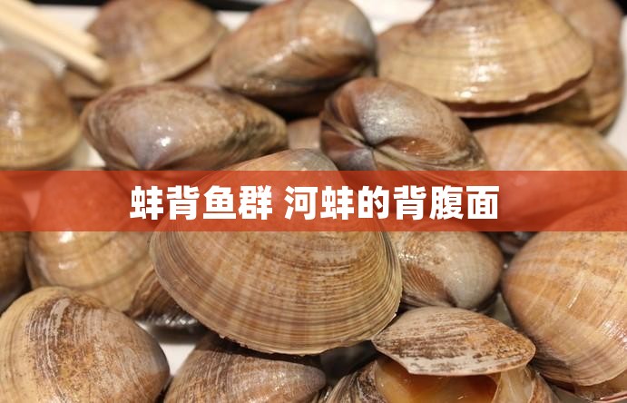 蚌背鱼群 河蚌的背腹面