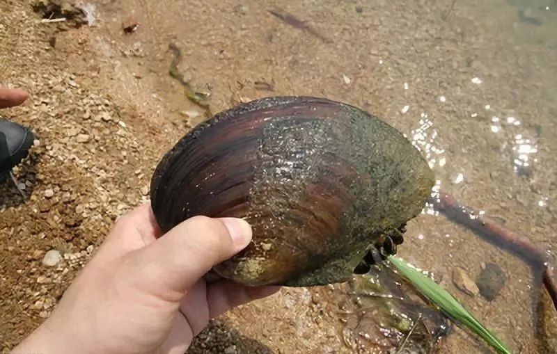 蚌背鱼群 河蚌的背腹面