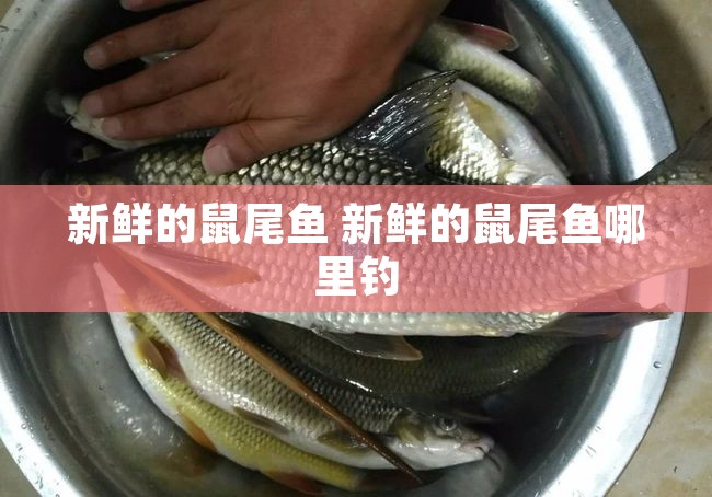 新鲜的鼠尾鱼 新鲜的鼠尾鱼哪里钓