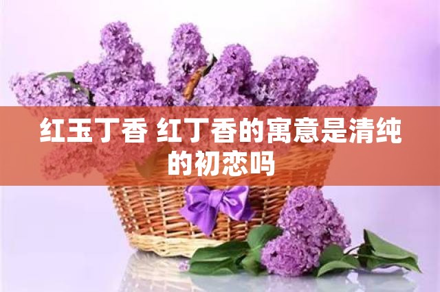 红玉丁香 红丁香的寓意是清纯的初恋吗