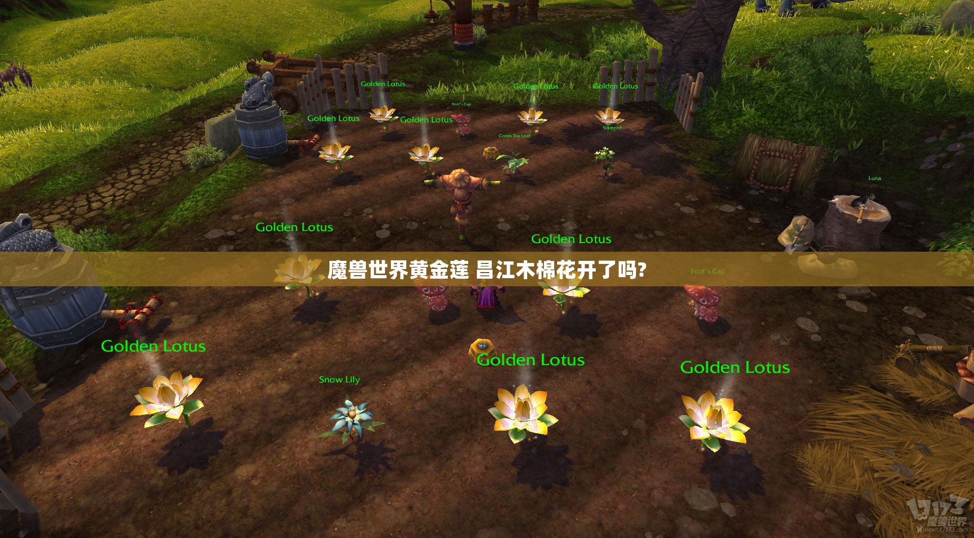 魔兽世界黄金莲 昌江木棉花开了吗?
