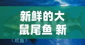 新鲜的大鼠尾鱼 新鲜的大鼠尾鱼哪里多