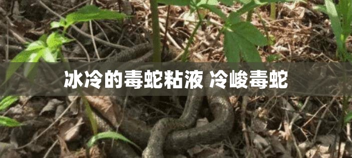冰冷的毒蛇粘液 冷峻毒蛇