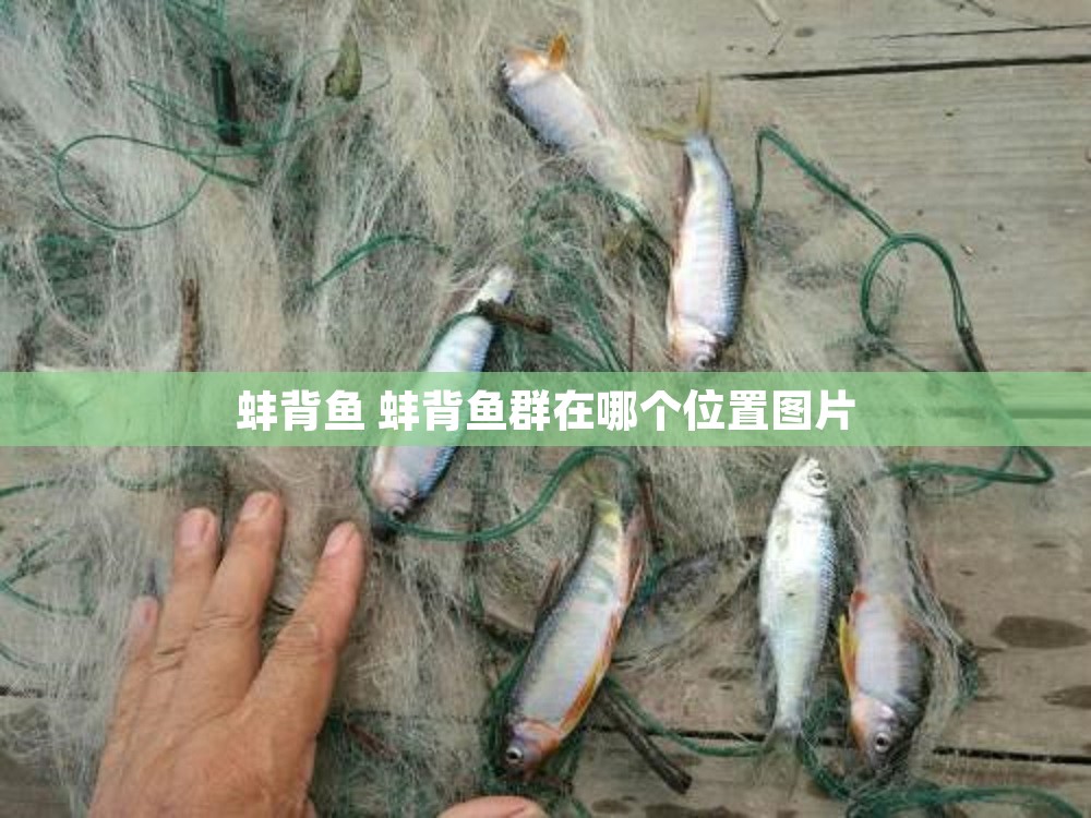 蚌背鱼 蚌背鱼群在哪个位置图片