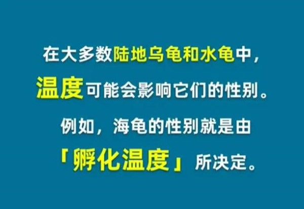 以下哪个动物的性别是由温度决定