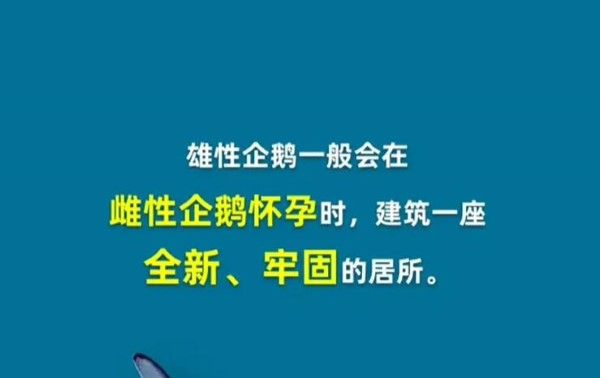 为什么企鹅有时会拿别家企鹅的石头